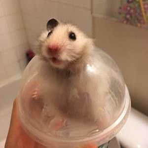 Meet your Posher, Jing yu